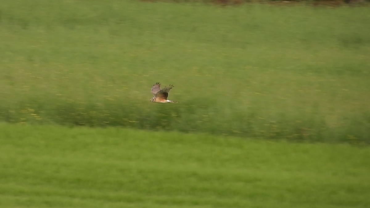 Pallid Harrier - Jiří Bukvaj