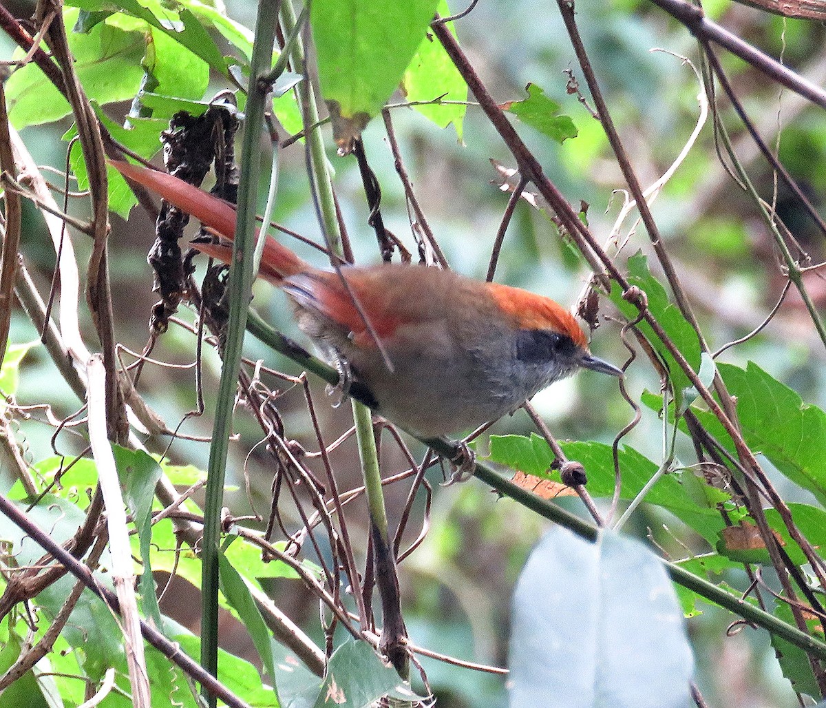 Rufous-capped Spinetail - Letícia Matheus Baccarin