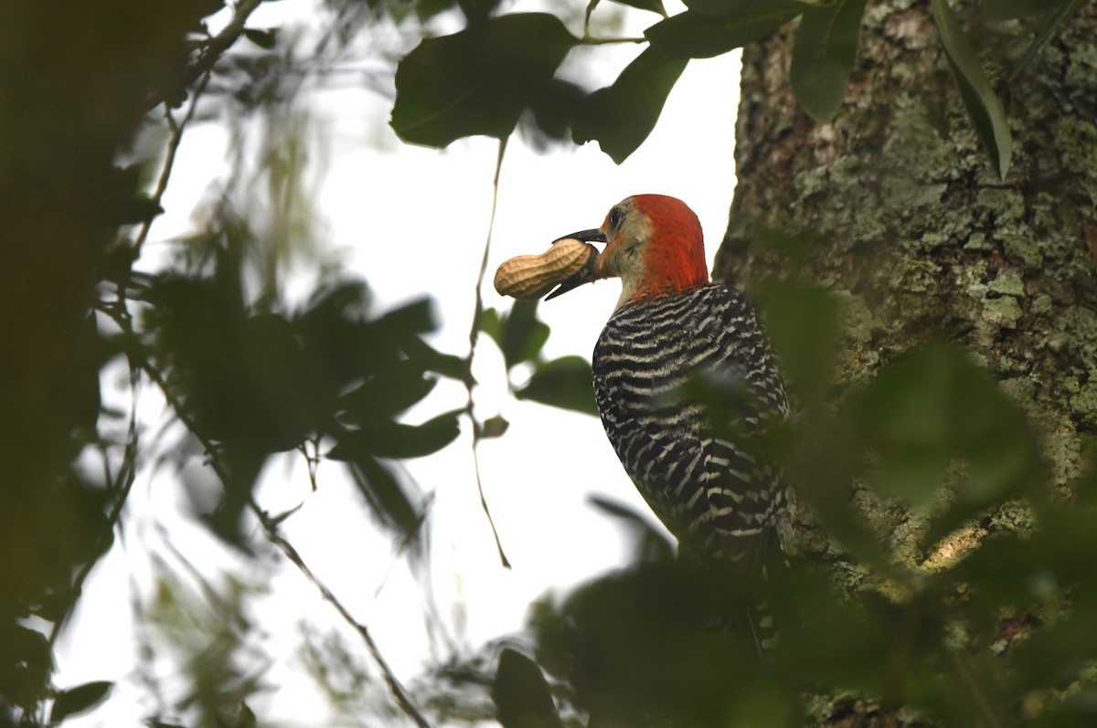 Red-bellied Woodpecker - Kevin Smith