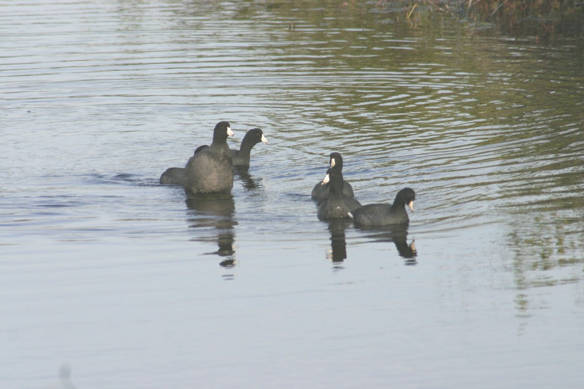 American Coot (Red-shielded) - ML619537117