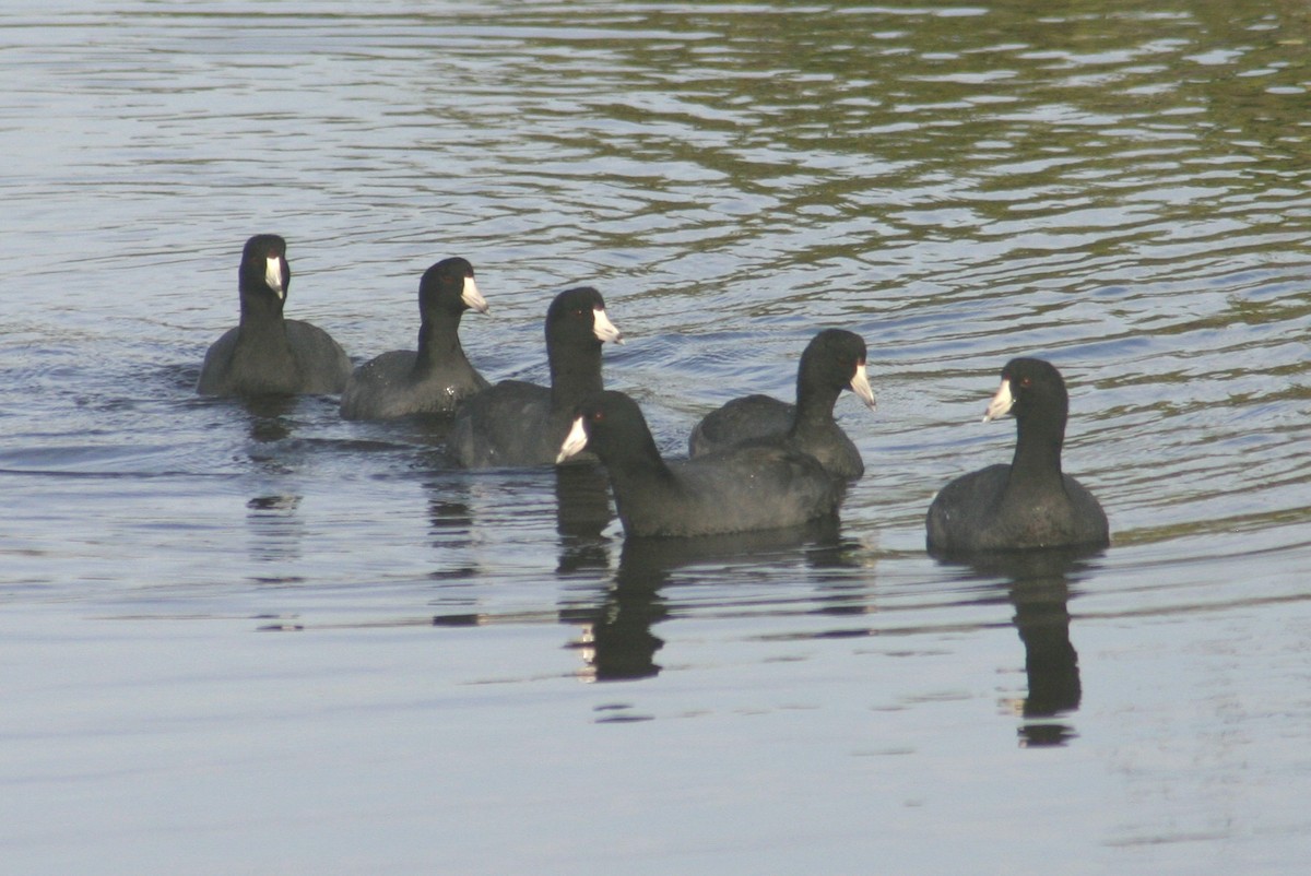 American Coot (Red-shielded) - ML619537122