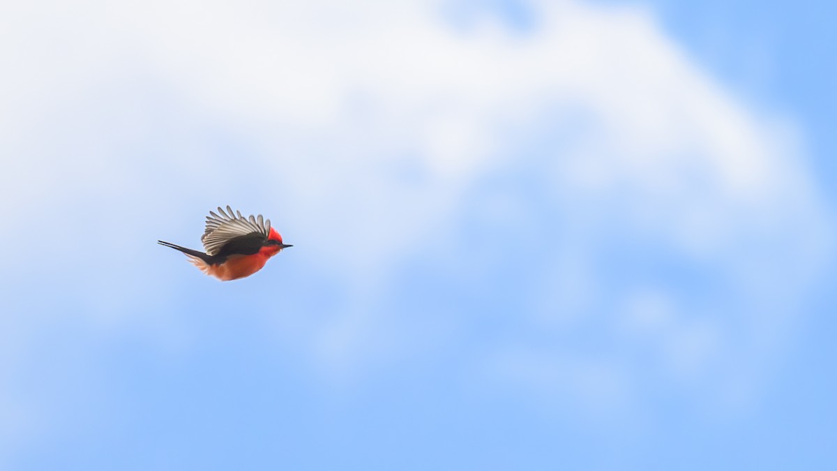 Vermilion Flycatcher - Joe Ventimiglia