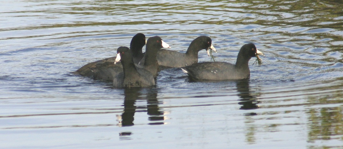 American Coot (Red-shielded) - ML619537125