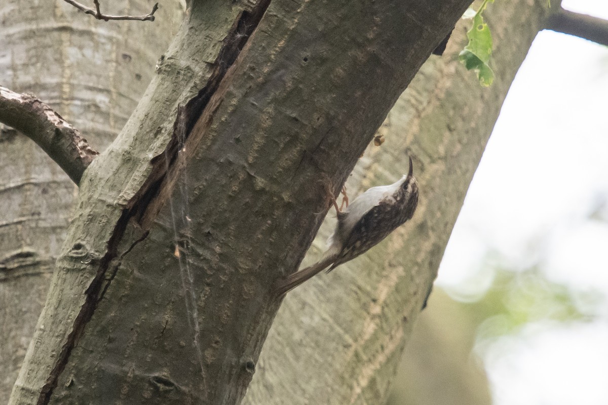 Eurasian Treecreeper - ML619537126