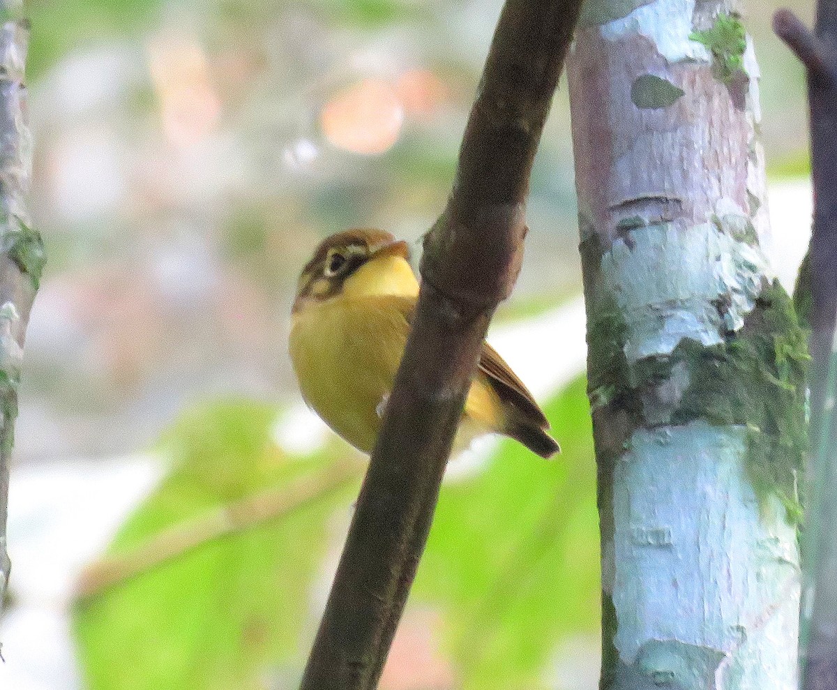 White-throated Spadebill - Letícia Matheus Baccarin