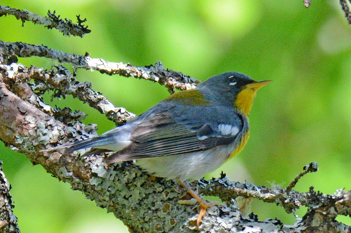 Northern Parula - Michael J Good