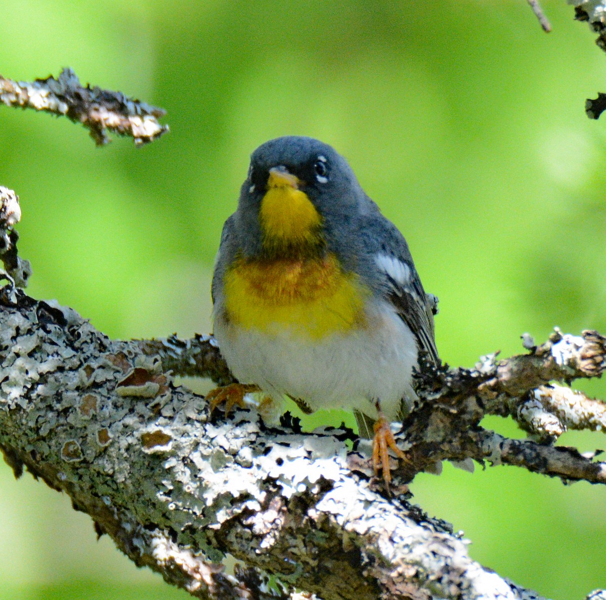 Northern Parula - Michael J Good