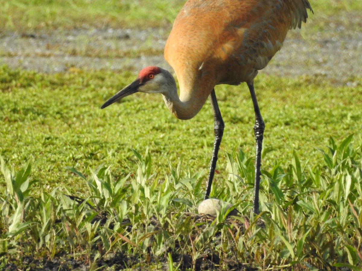 Sandhill Crane - Mary & Bob Pratt