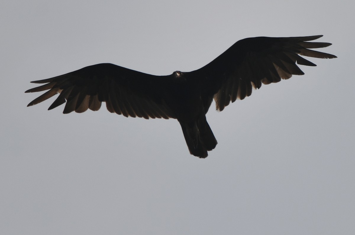 Turkey Vulture - Kevin Smith