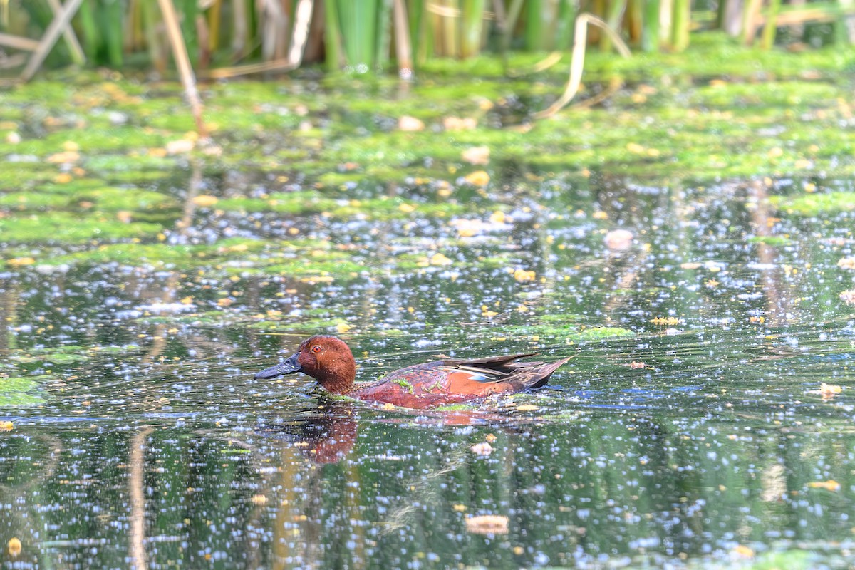 Cinnamon Teal - Joe Ventimiglia