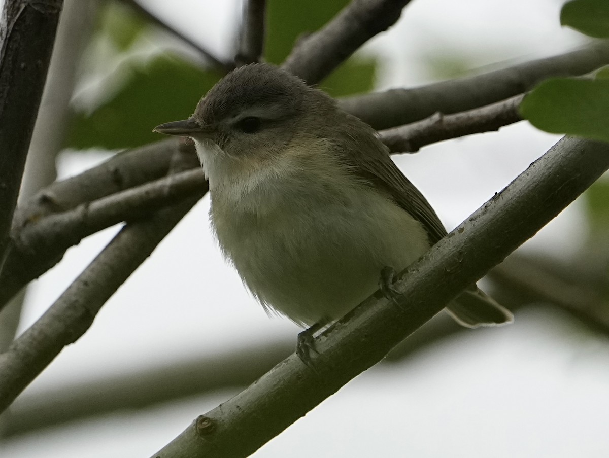 Warbling Vireo - Christopher Carlson