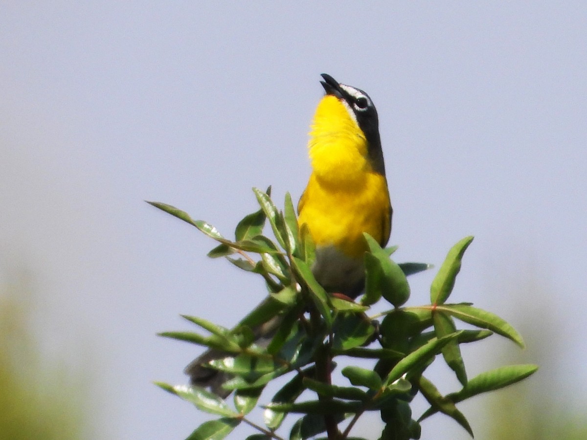 Yellow-breasted Chat - Rocío Reybal 🐦