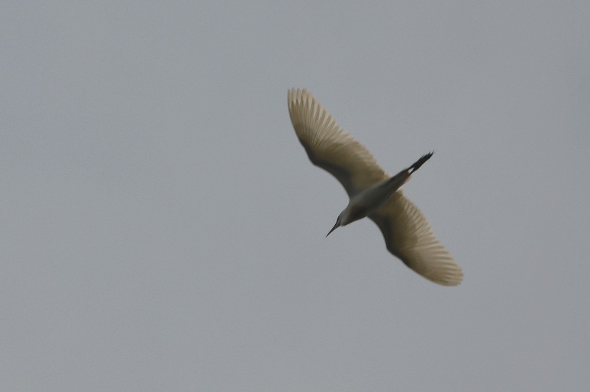 Western Cattle Egret - Kevin Smith