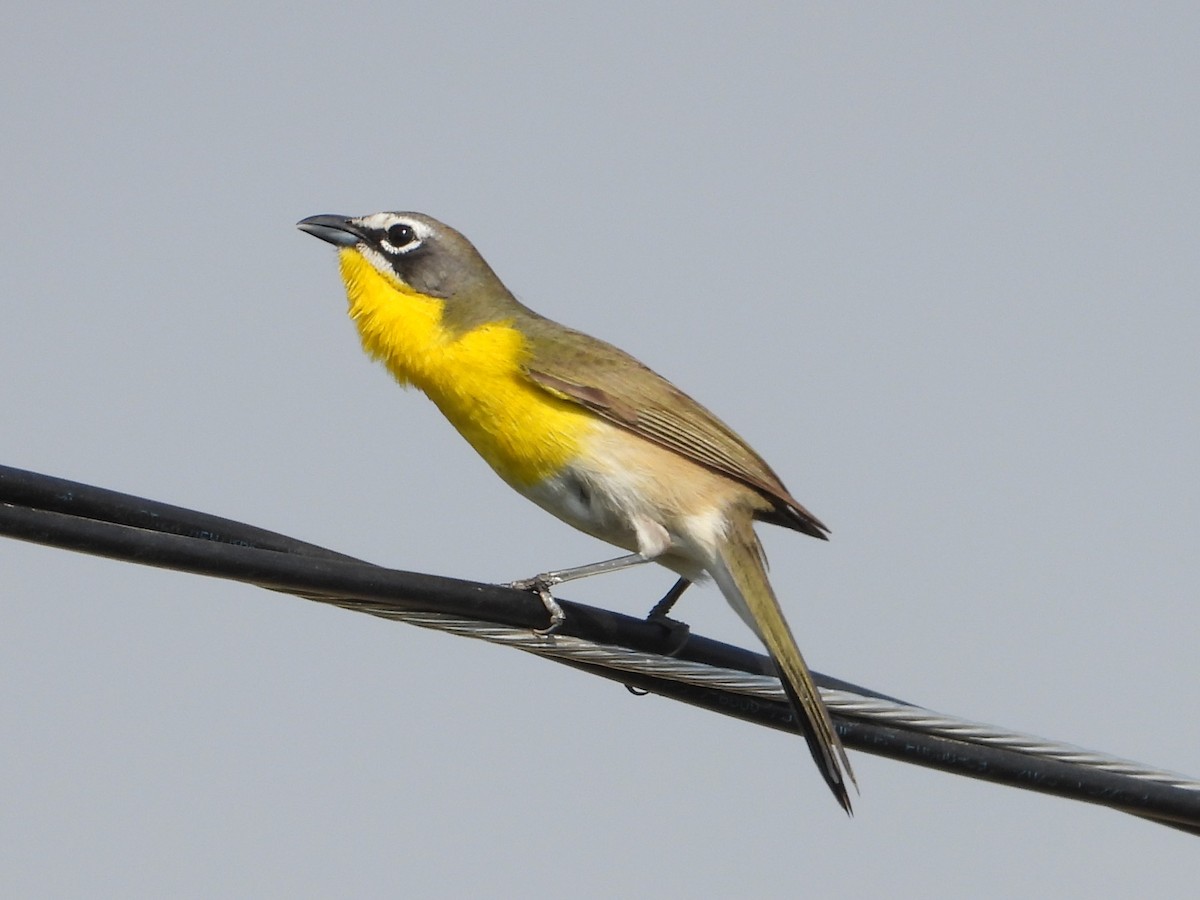 Yellow-breasted Chat - Rocío Reybal 🐦