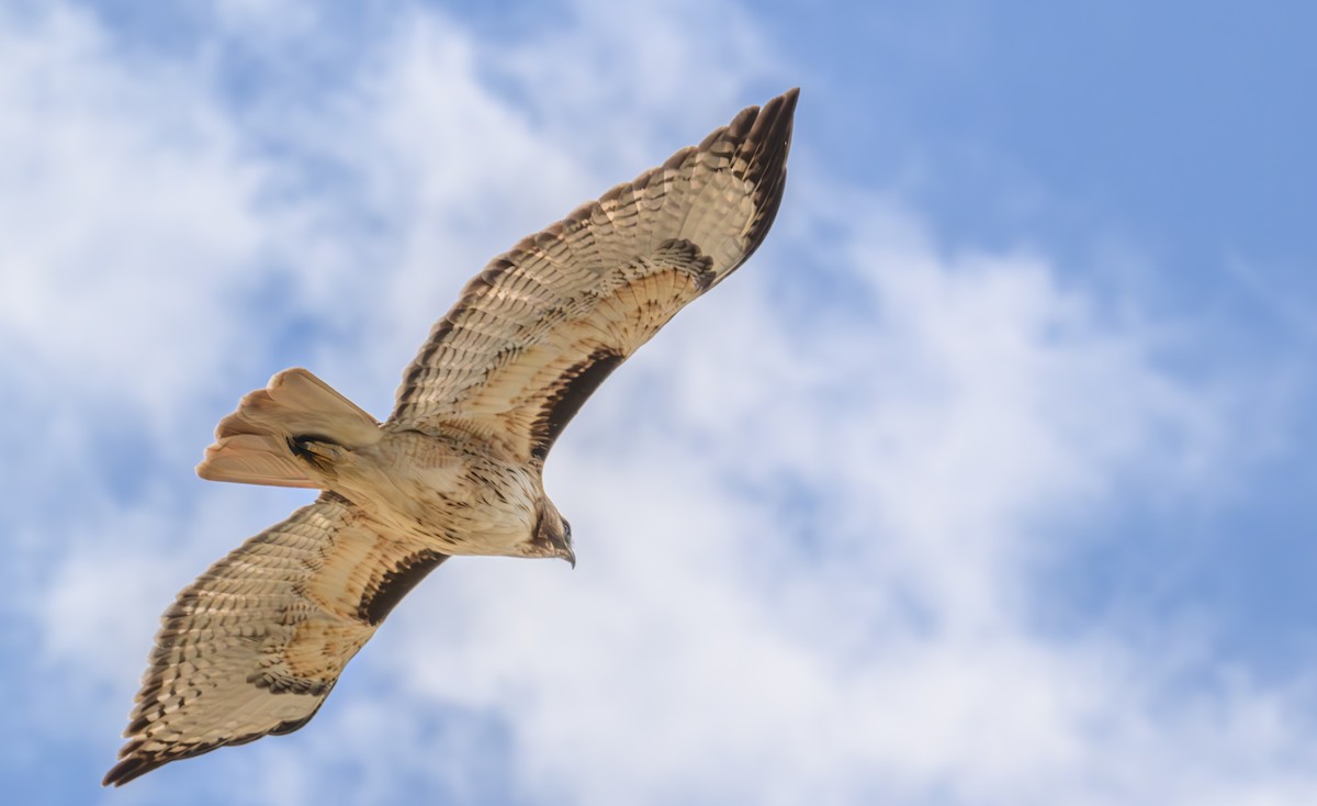 Red-tailed Hawk - Joe Ventimiglia