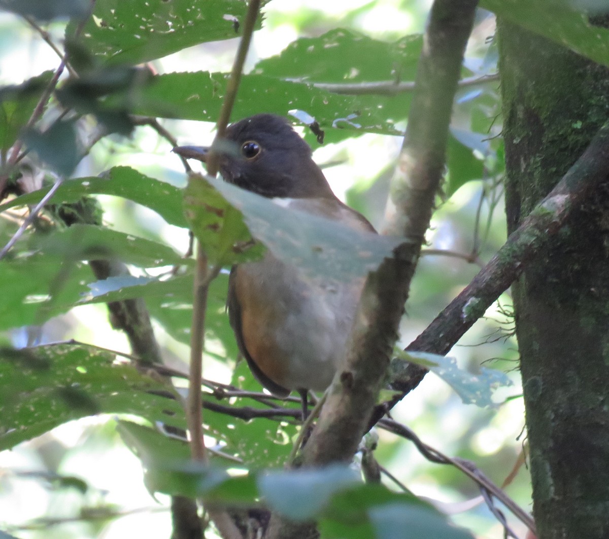 White-necked Thrush - Letícia Matheus Baccarin