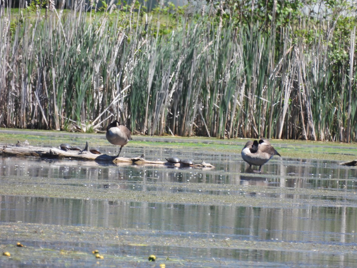 Canada Goose - Alexander R