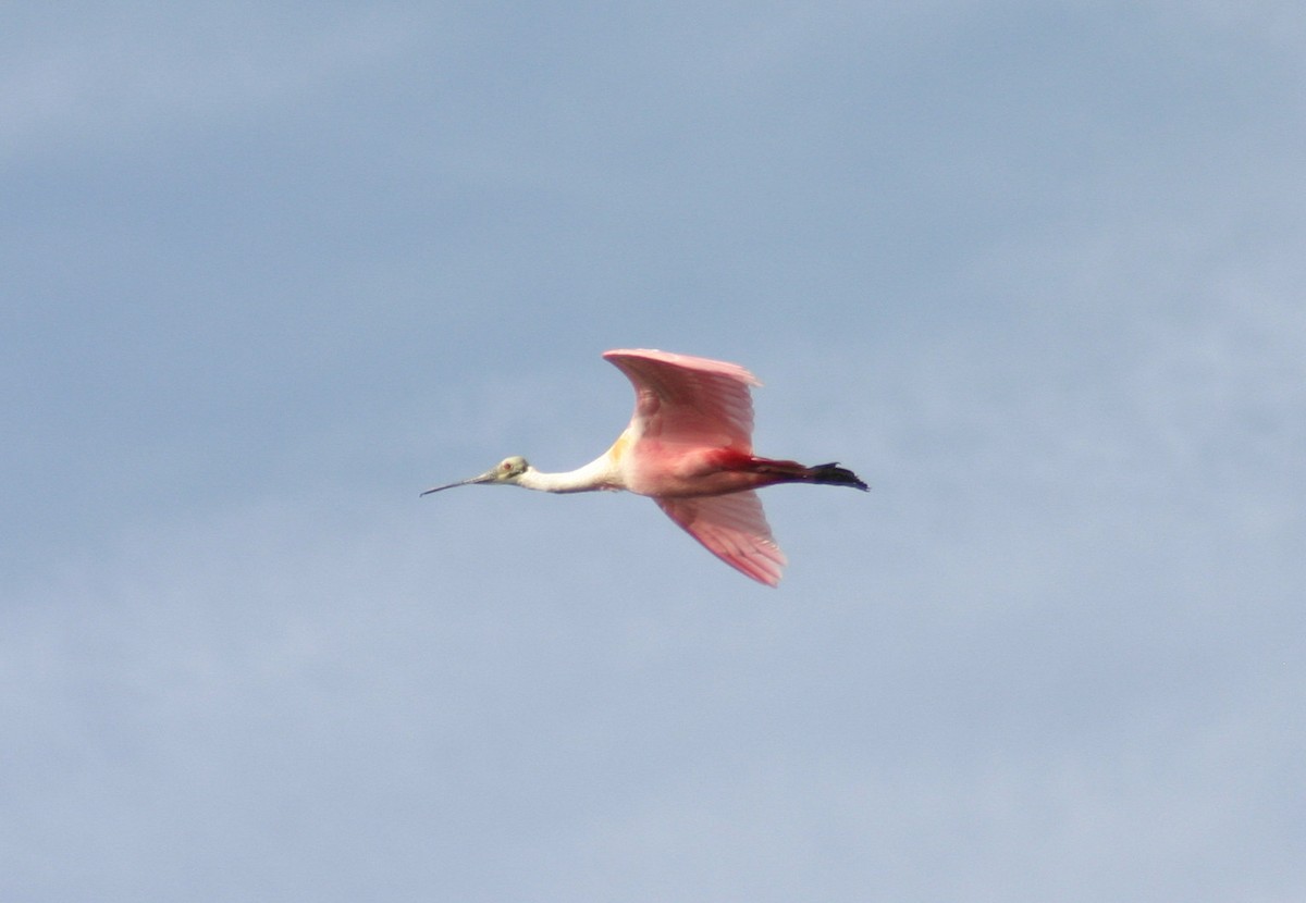 Roseate Spoonbill - ML619537156