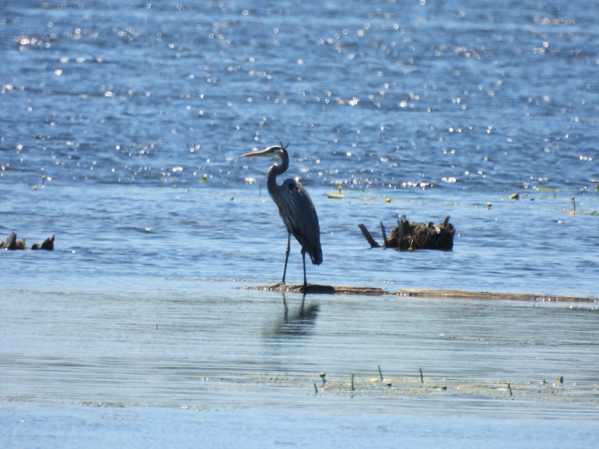 Great Blue Heron - Alexander R