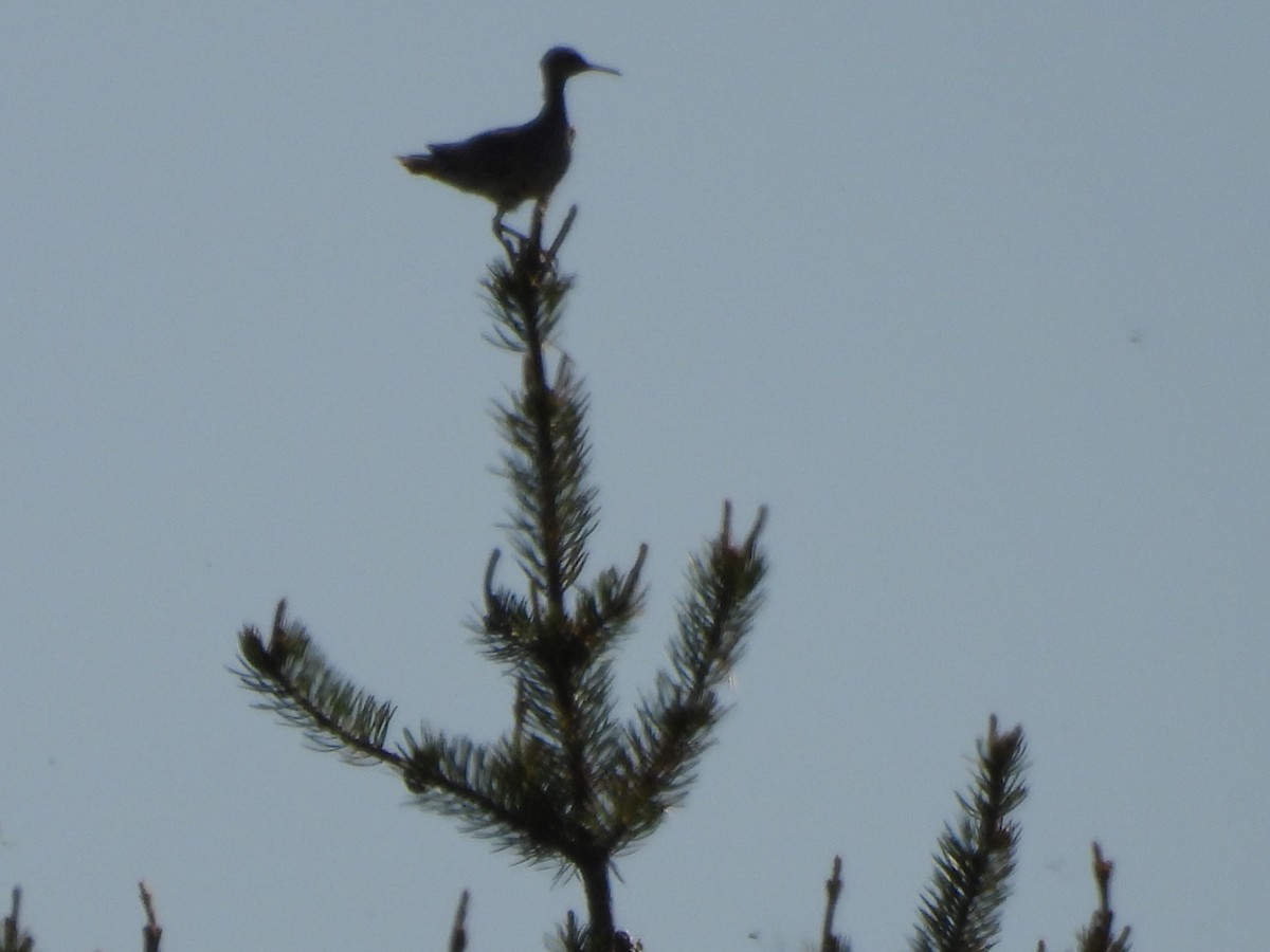 Upland Sandpiper - Evan Houlding