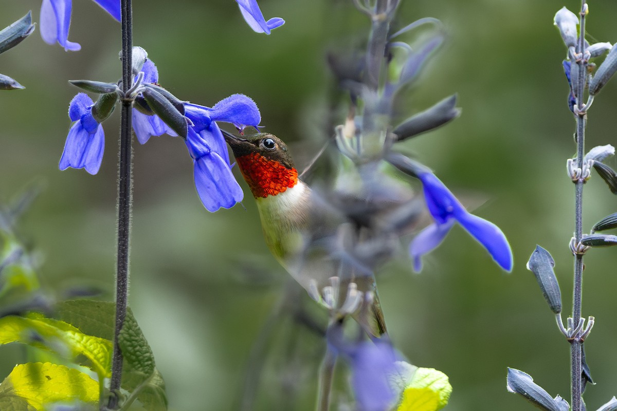 Colibri à gorge rubis - ML619537178