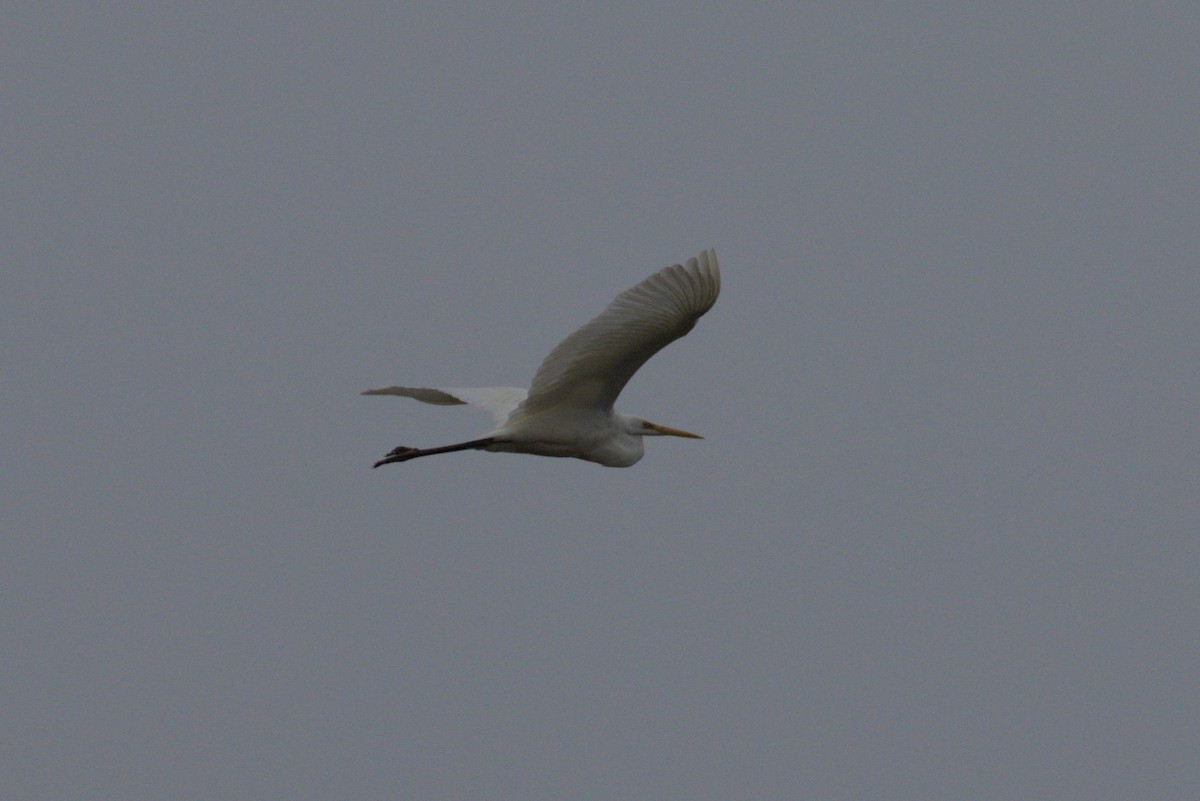 Great Egret - Philip Steinhoff