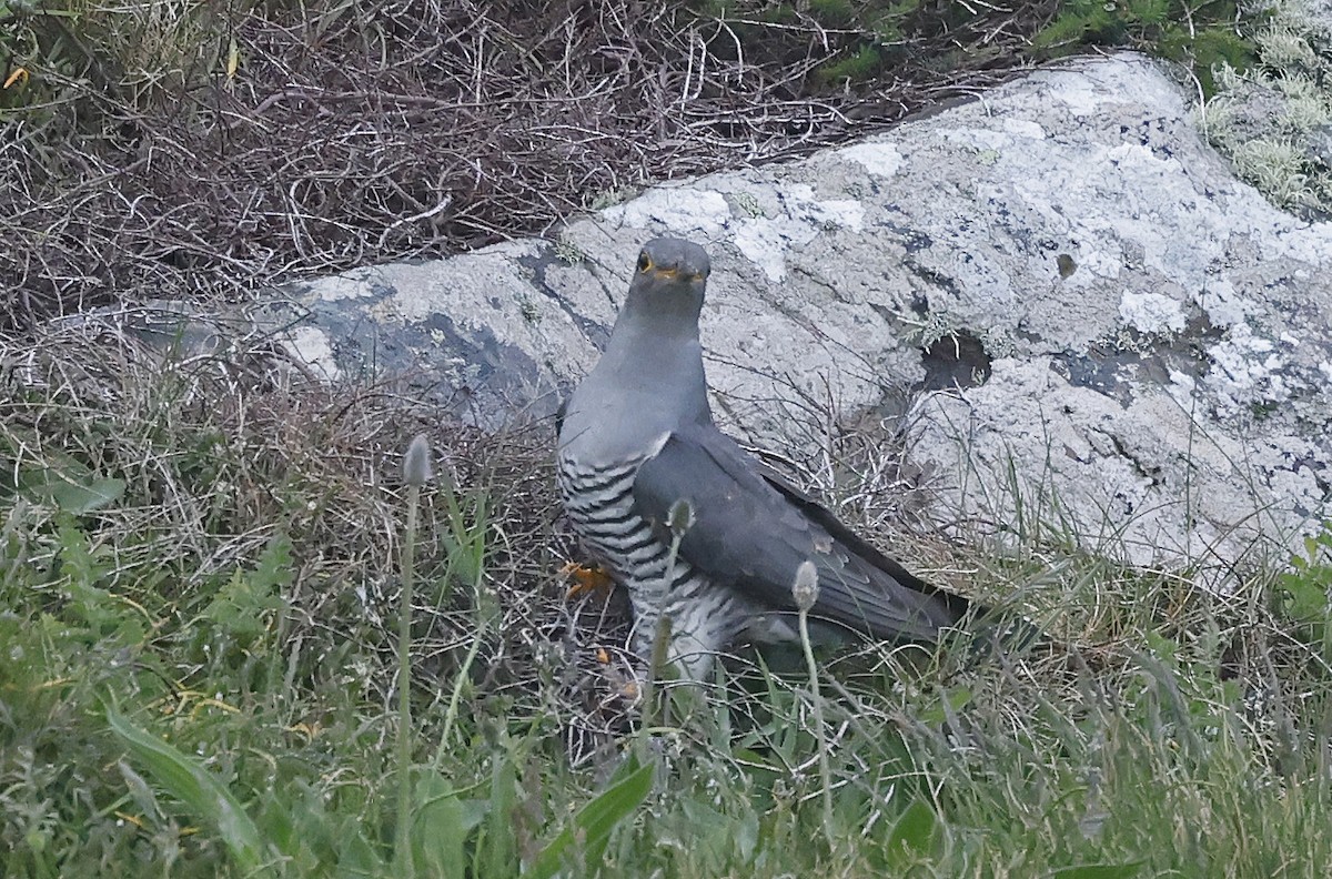 Common Cuckoo - Paul Chapman