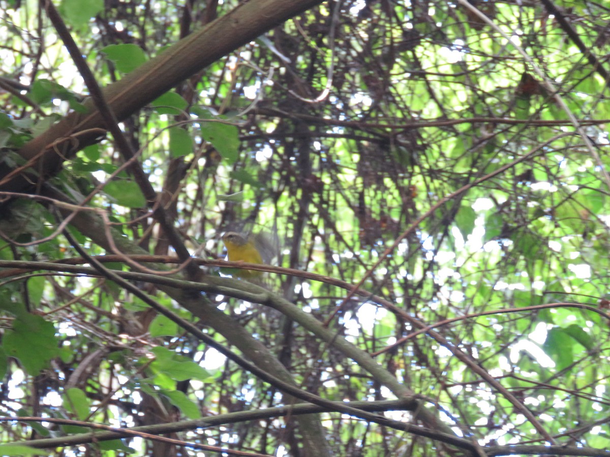 Golden-crowned Warbler - Letícia Matheus Baccarin