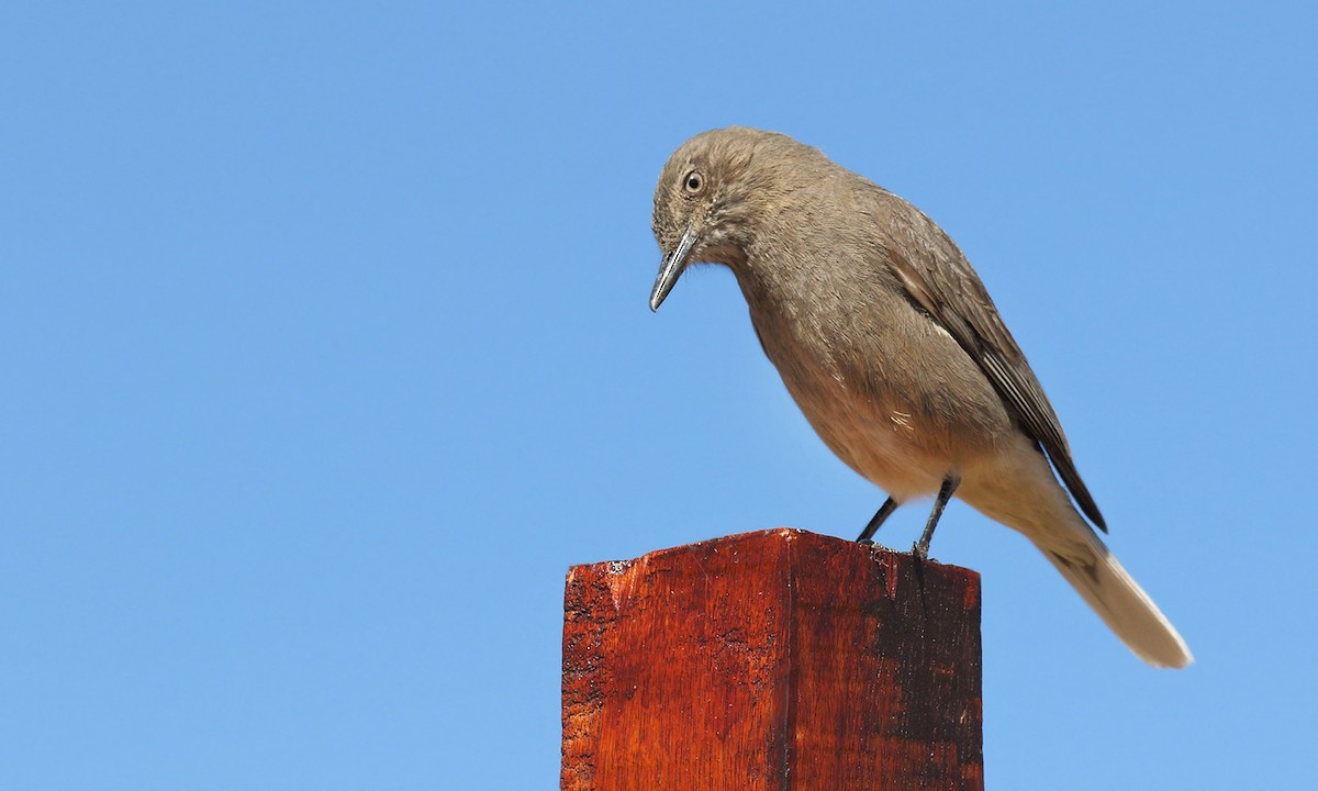 Black-billed Shrike-Tyrant - Adrián Braidotti