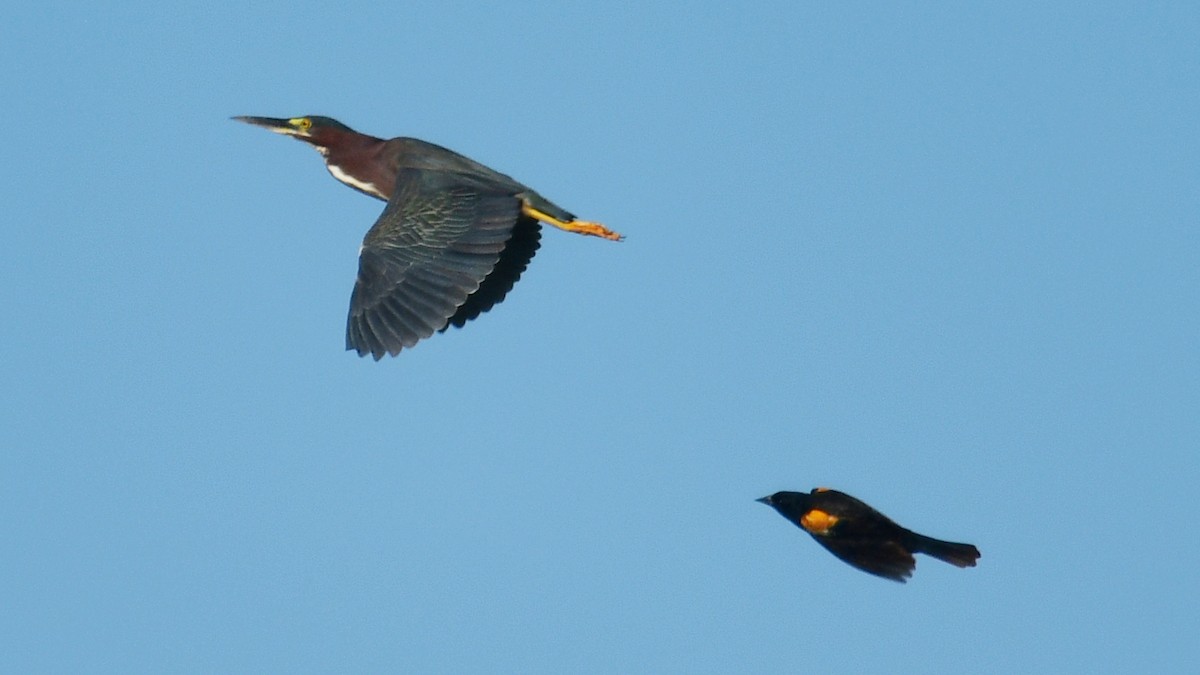 Green Heron - Carl Winstead