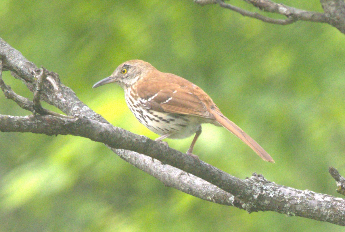 Brown Thrasher - David Bennett