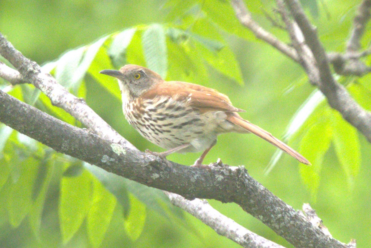 Brown Thrasher - David Bennett