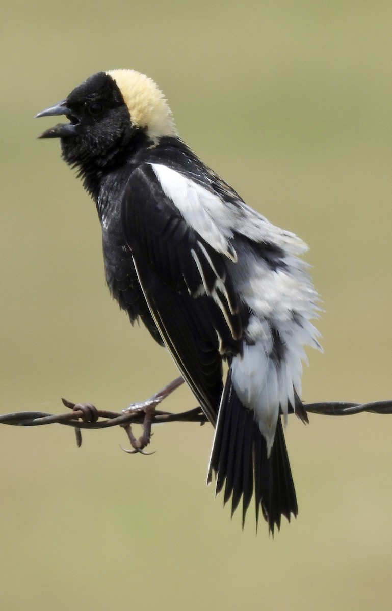 bobolink - ML619537220