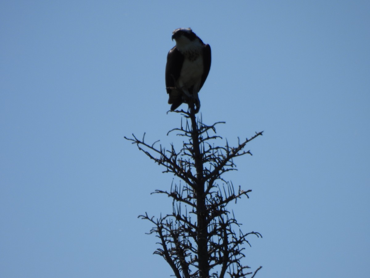 Osprey - Evan Houlding