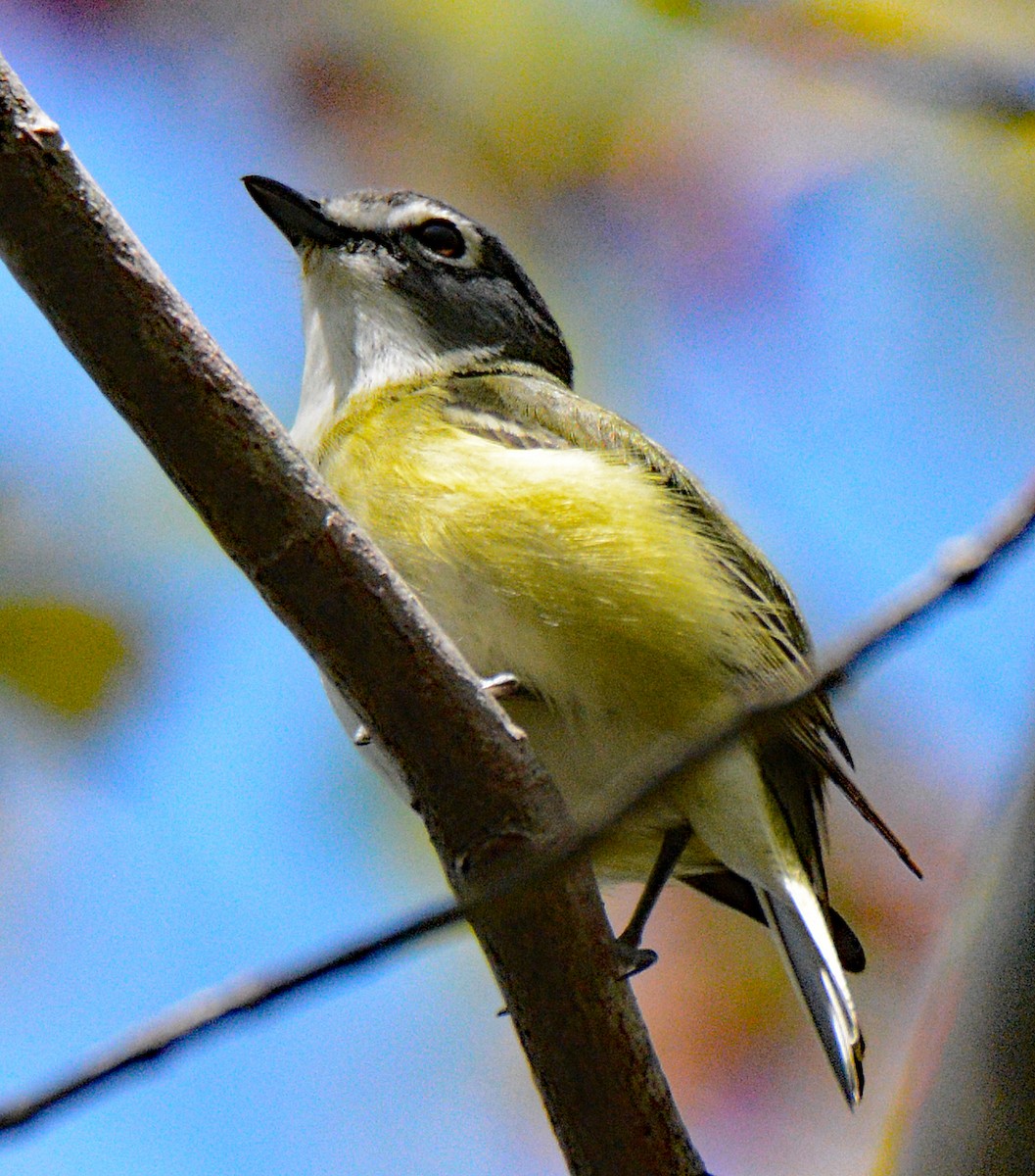 Mavi Başlı Vireo - ML619537248