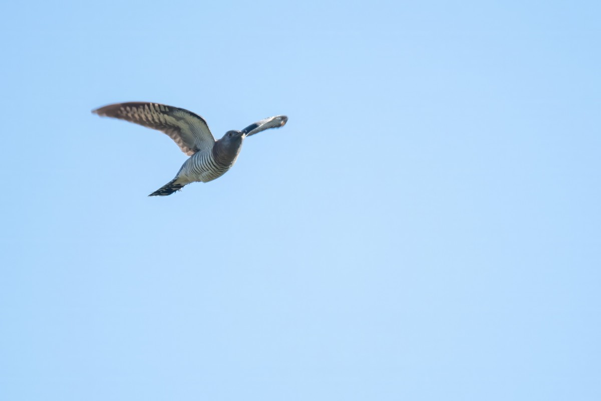 Common Cuckoo - David Campbell