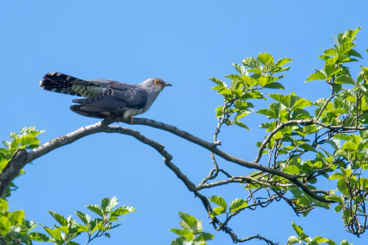 Common Cuckoo - David Campbell