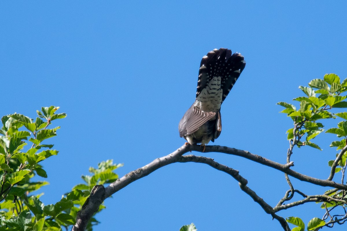 Common Cuckoo - David Campbell