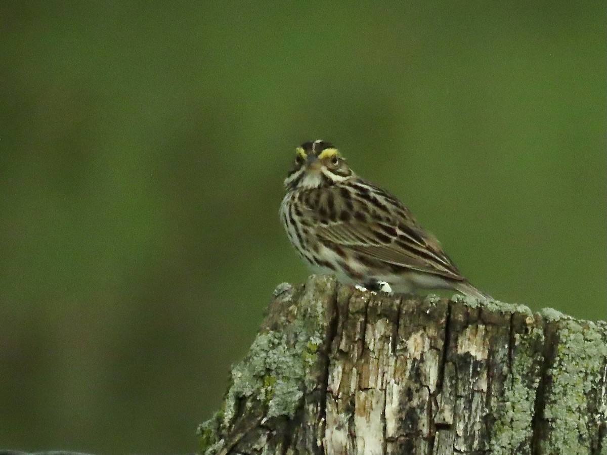 Savannah Sparrow - Susan Cole