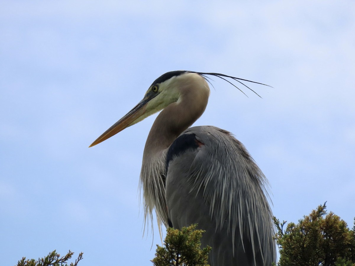 Great Blue Heron - ML619537258