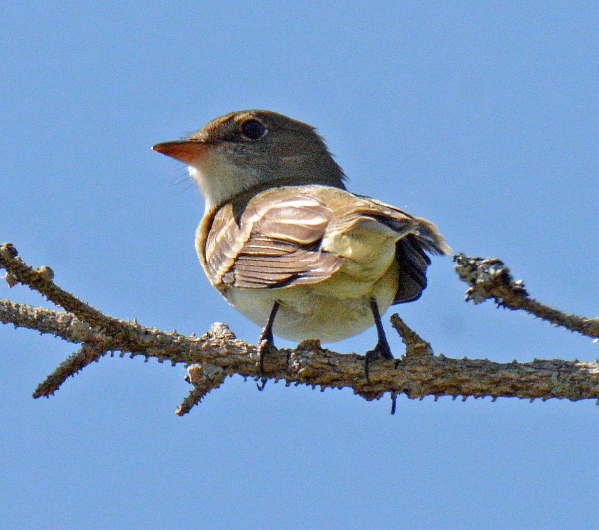 Alder Flycatcher - Michael J Good