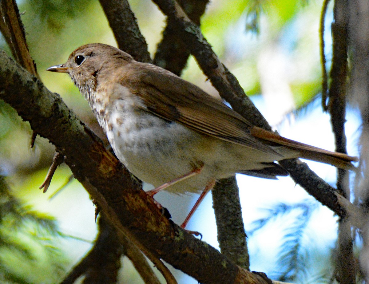 Hermit Thrush - Michael J Good