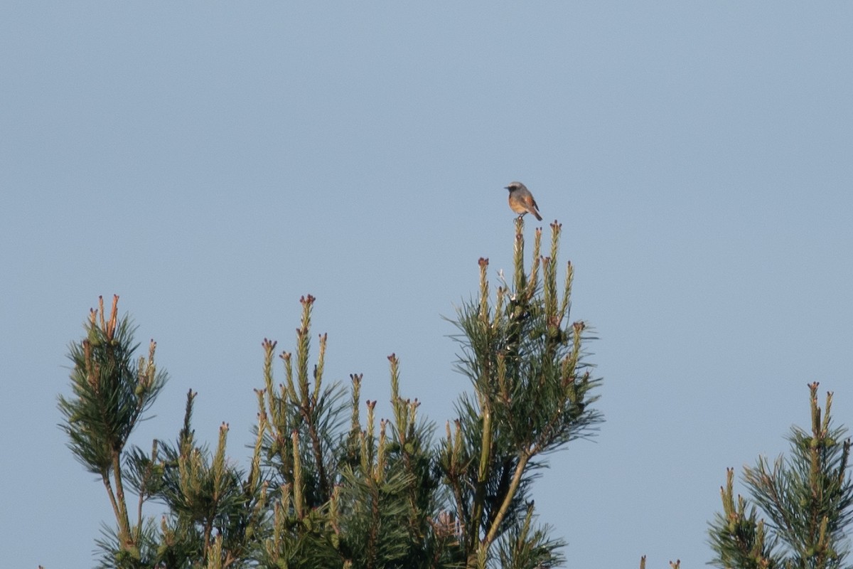 Common Redstart - David Campbell