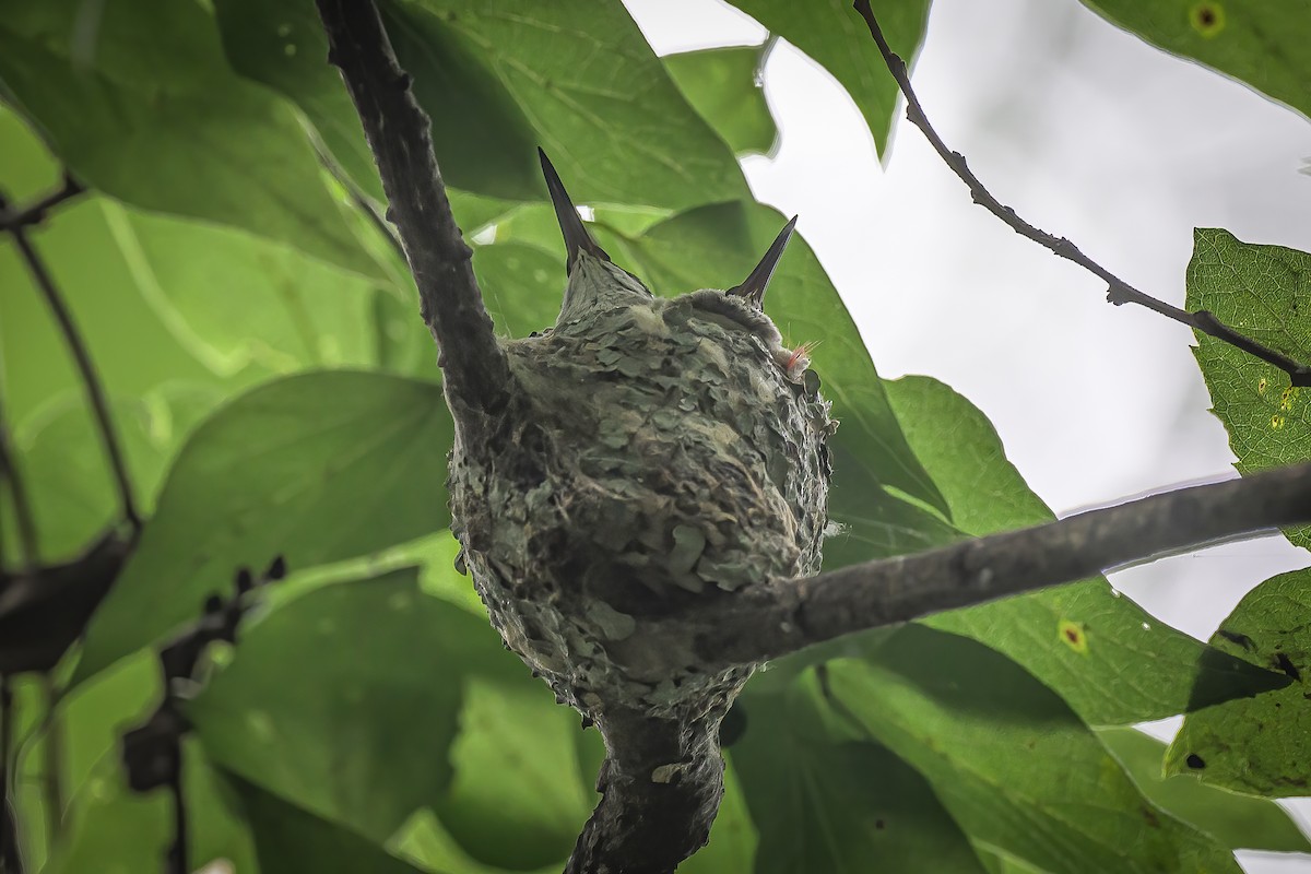 Black-chinned Hummingbird - Janet Hix