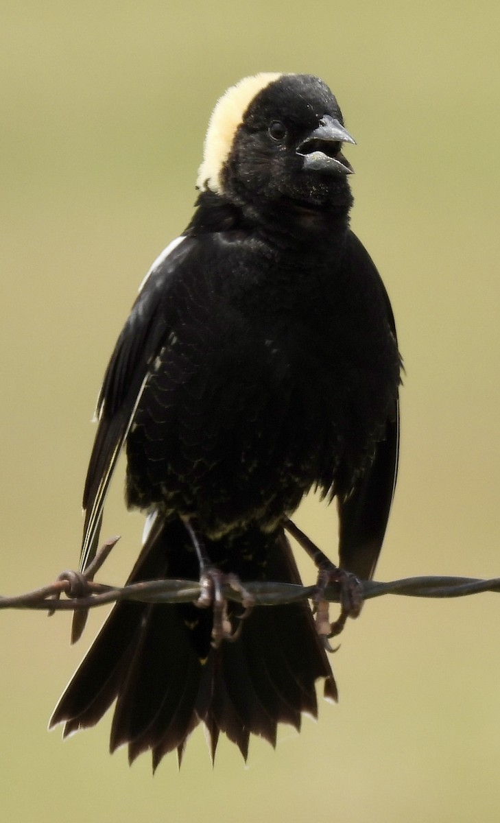 bobolink - ML619537282