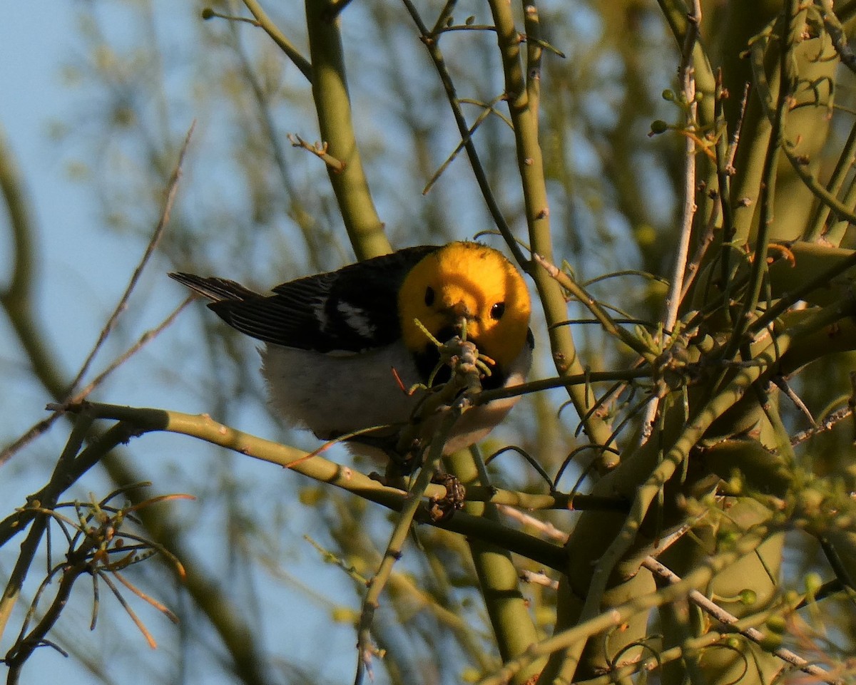 Hermit Warbler - James Atkinson