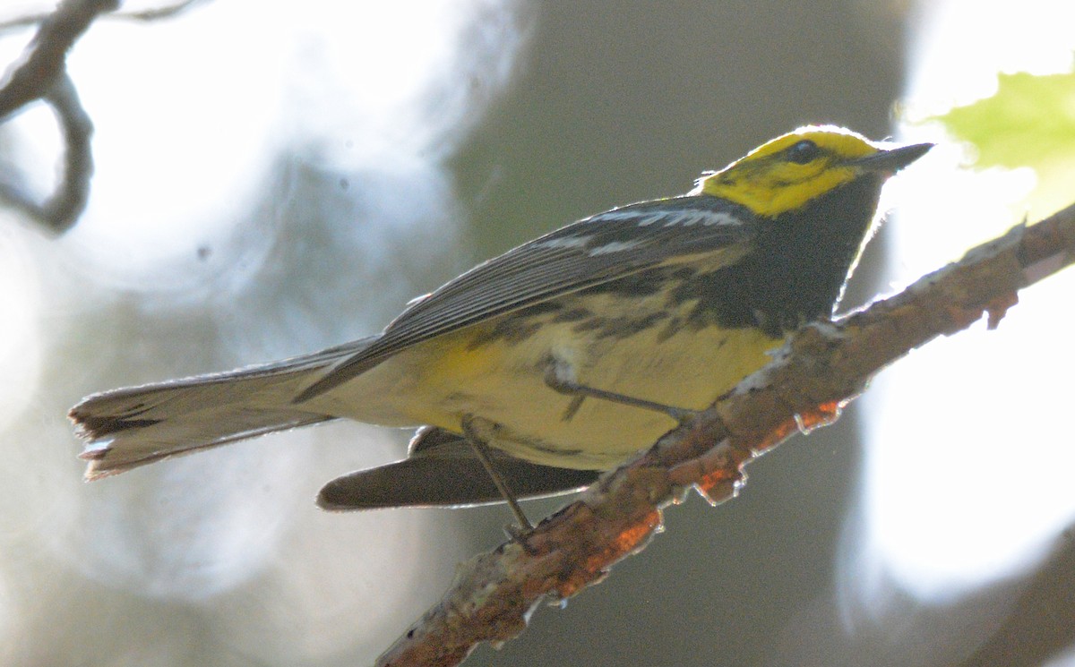 Black-throated Green Warbler - Michael J Good