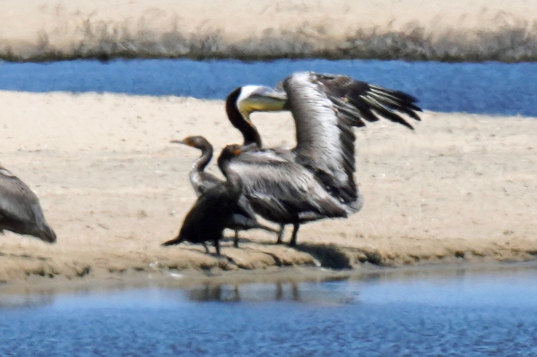 Cormoran à aigrettes - ML619537286