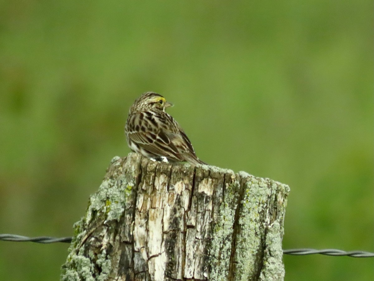 Savannah Sparrow - Susan Cole