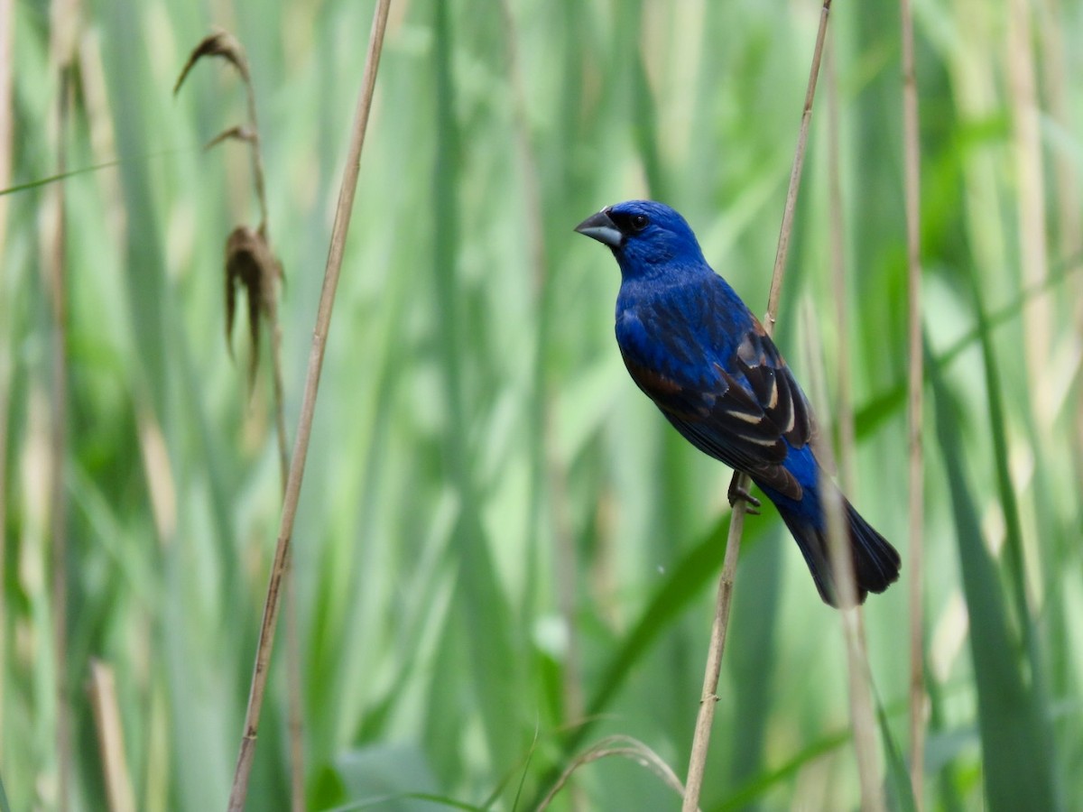 Blue Grosbeak - Lindsay McNamara